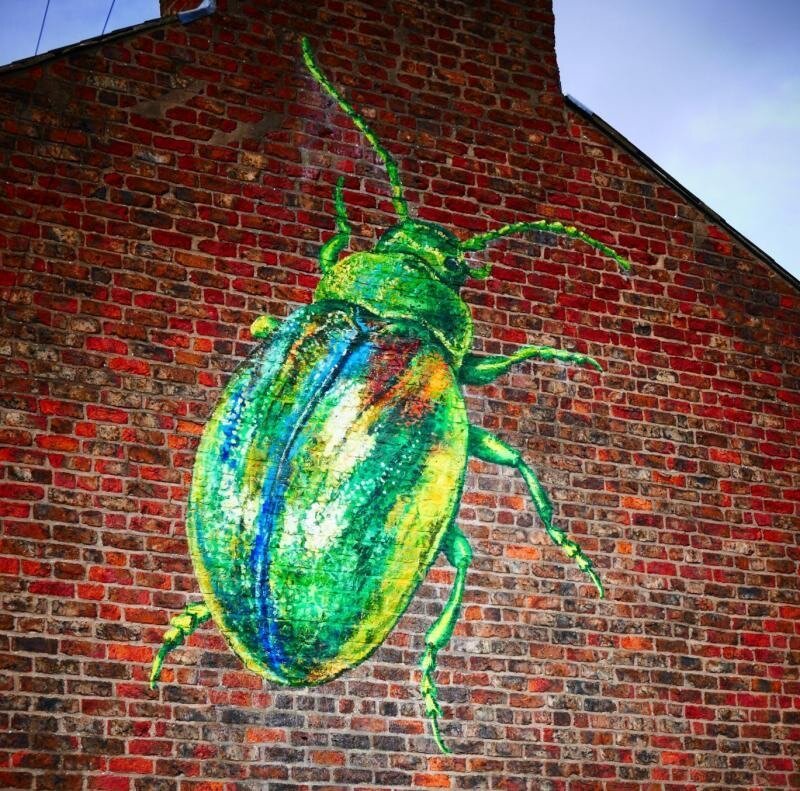 A Tansy Beetle painted on a York house by ATM